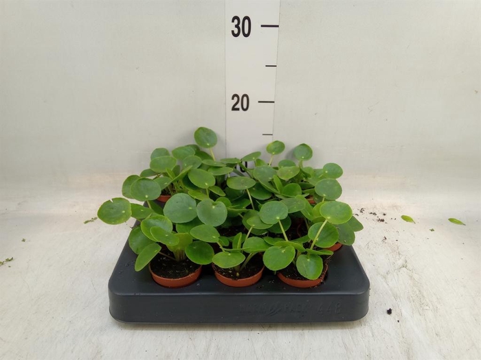<h4>Pilea peperomioides</h4>