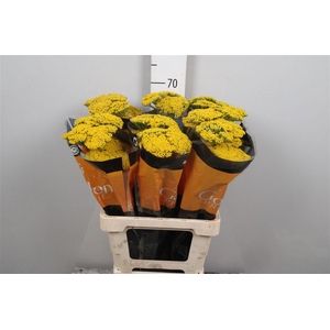 Achil F Parker Variety