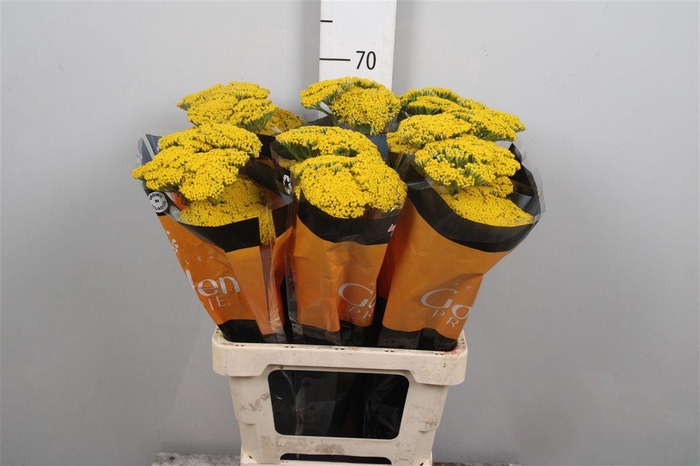 <h4>Achil F Parker Variety</h4>