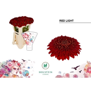 GE POMPONI RED LIGHT