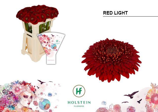 <h4>GE POMPONI RED LIGHT</h4>