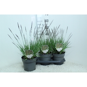 Molinia caerulea