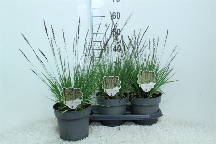 <h4>Molinia caerulea</h4>