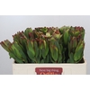 Leucadendron Laurel Yellow