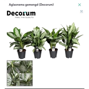 Aglaonema gemengd (Decorum)