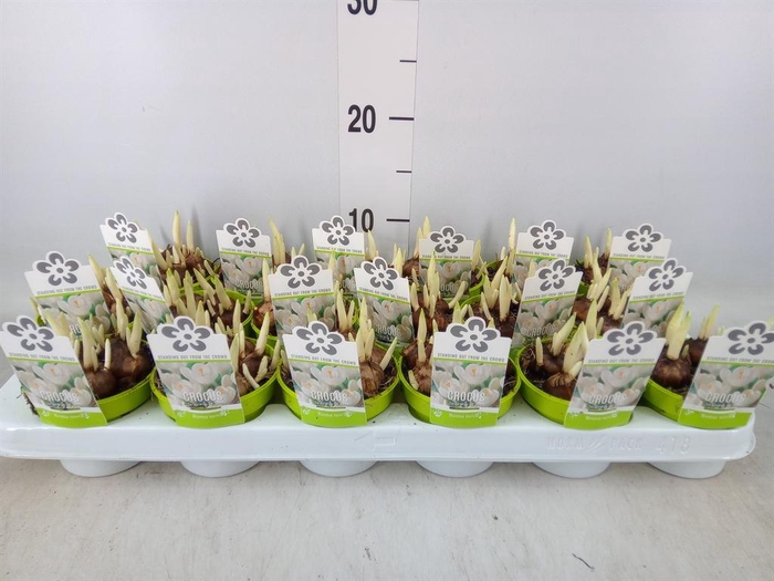 <h4>Crocus vernus 'Jeanne d'Arc'</h4>