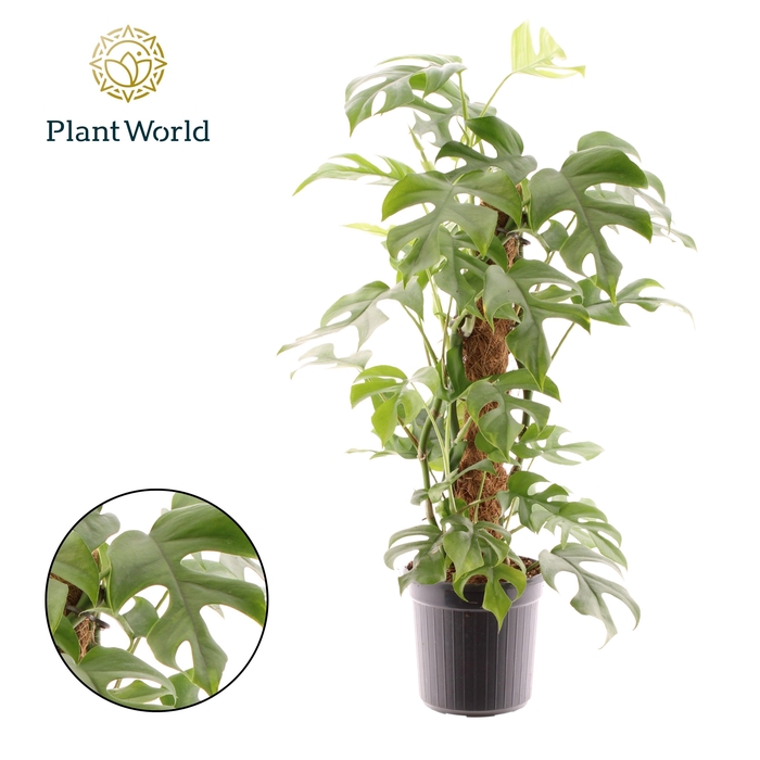 <h4>Monstera Minima Mosstok</h4>