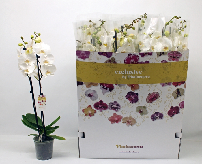 <h4>PHAL OV WIT</h4>