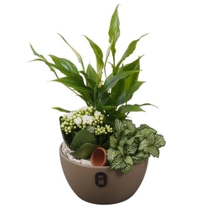 PTIB5161 Arrangementen kamerplanten
