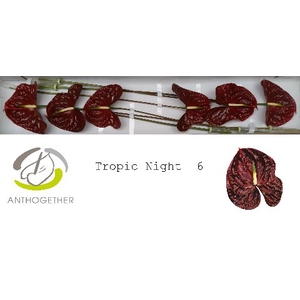 Anthurium Tropic Night