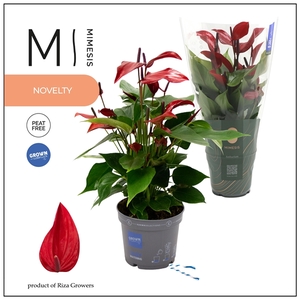 Mimesis Anthurium KARMA Lava - 12cm