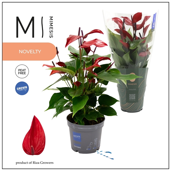 <h4>Mimesis Anthurium KARMA Lava - 12cm</h4>