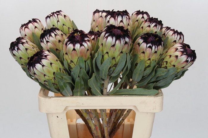 <h4>Protea Niobe</h4>