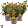 Rudbeckia