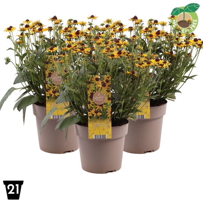 Rudbeckia