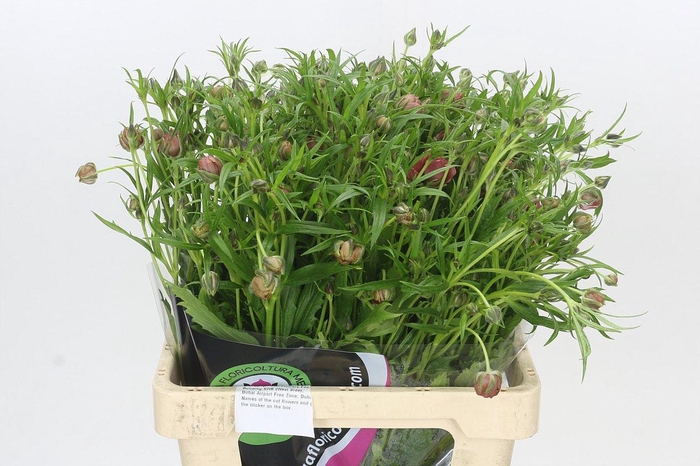 <h4>Ranunculus Magical Raspberry</h4>