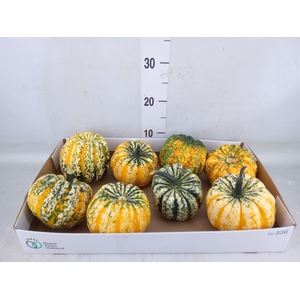 Cucurbita pepo 'Festival'