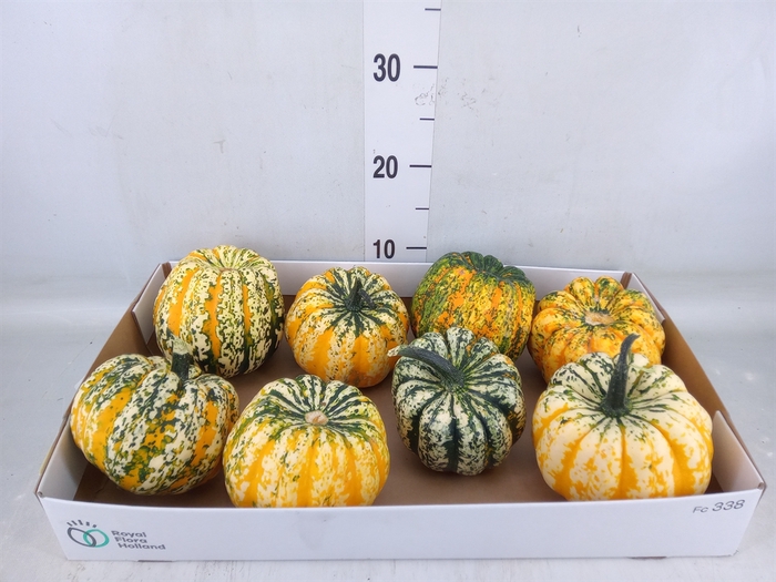 <h4>Cucurbita pepo 'Festival'</h4>