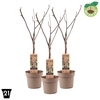 Bomen Ficus carica Little Miss Figg