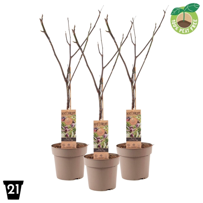 Bomen Ficus carica Little Miss Figg