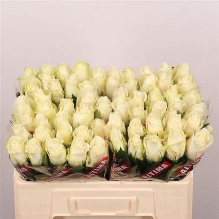 <h4>R Gr Albatros</h4>