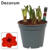 Hippeastrum Multiflora Royal Red 6/7 Steel (Decorum)