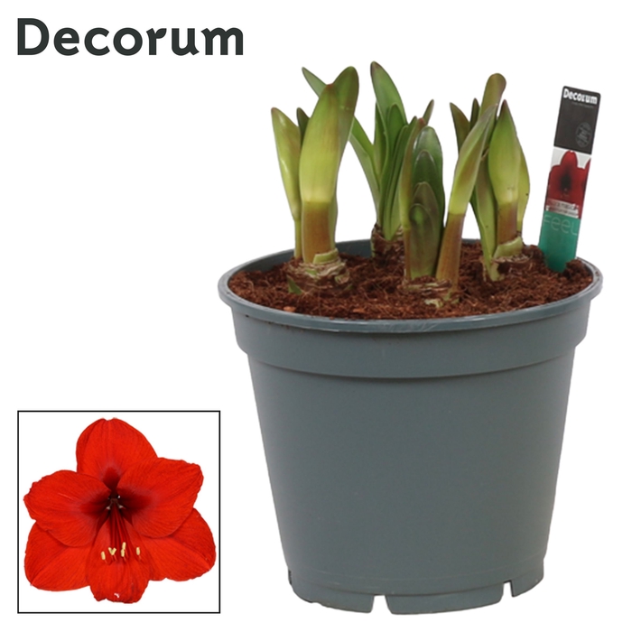 <h4>Hippeastrum Multiflora Royal Red 6/7 Steel (Decorum)</h4>