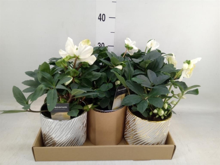 <h4>Helleborus niger 'Christmas Carol'</h4>