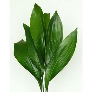 Greens - Aspidistra