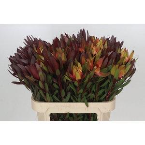 Leucadendron Saf Sunset Dark R.