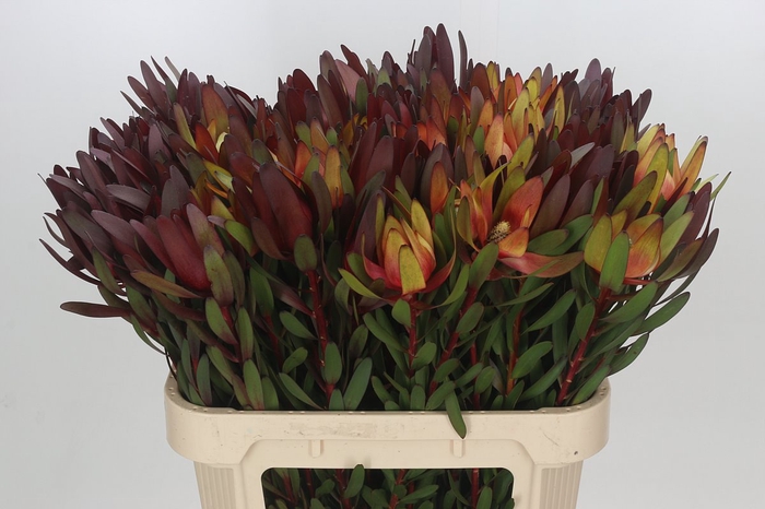 <h4>Leucadendron Saf Sunset Dark R.</h4>