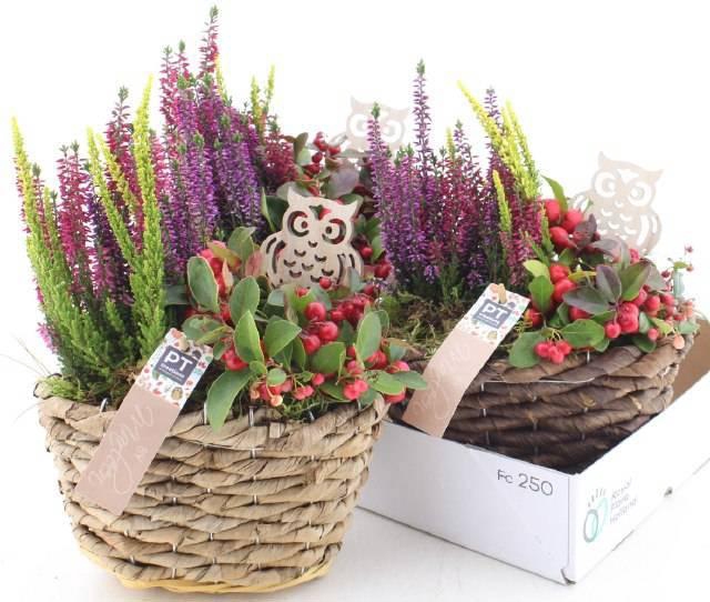 <h4>ARR TUINPLANTEN</h4>