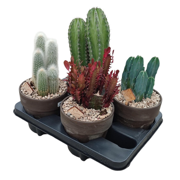 <h4>CACTUS GEM</h4>