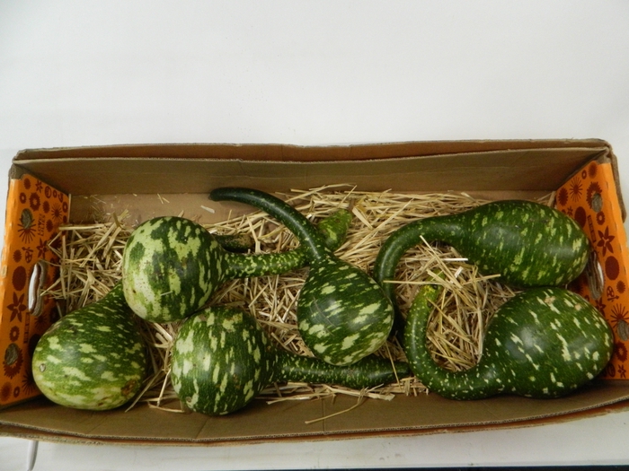 <h4>CUCURBITA (KALEBAS)</h4>