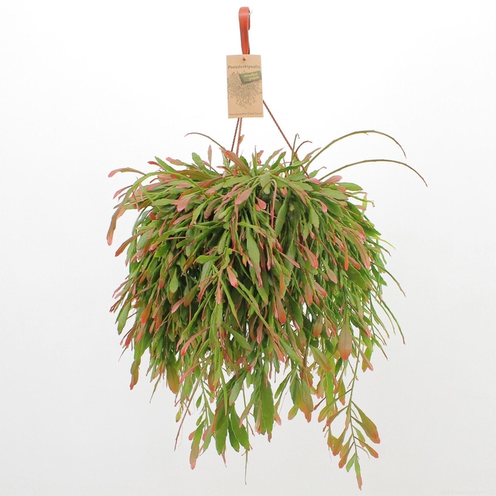 <h4>Pseudorhipsalis ramulosa</h4>