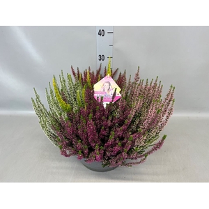 Calluna vulg. 'High Five'   ...mix