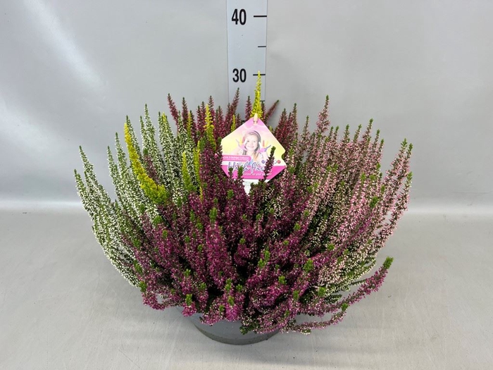 Calluna vulg. 'High Five'   ...mix