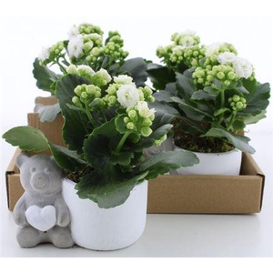 Arr Kalanchoe
