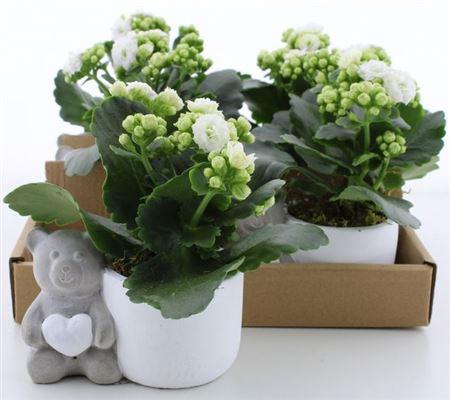 <h4>Arr Kalanchoe</h4>