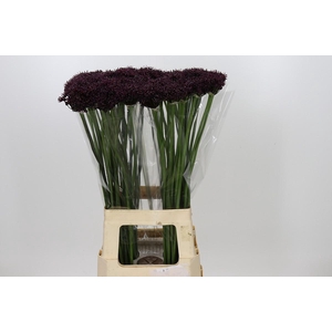 Allium Atropurpureum