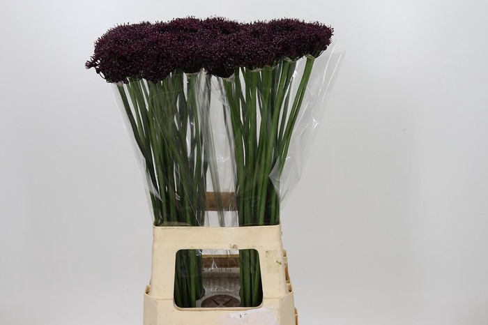 <h4>Allium Atropurpureum</h4>