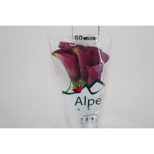 CALLA PROMISE 060 CM