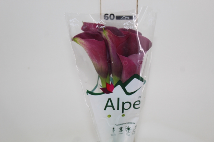 <h4>CALLA PROMISE 060 CM</h4>