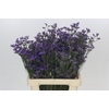 Limonium Maine Blue