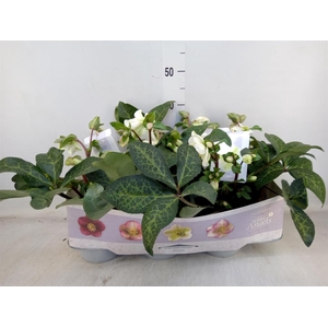 Helleborus  'Fkiss Mollys White'