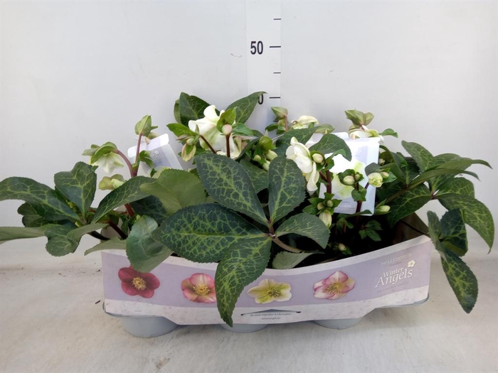 <h4>Helleborus  'Fkiss Mollys White'</h4>