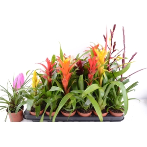 BROMELIA  GEM 14 SRT