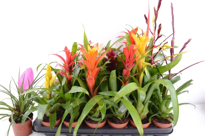 <h4>BROMELIA  GEM 14 SRT</h4>