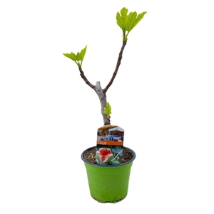Ficus carica