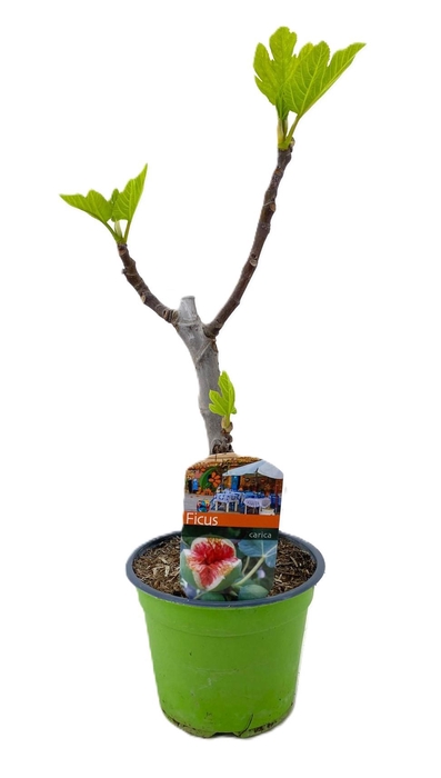 <h4>Ficus carica</h4>